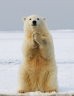 polar bear
