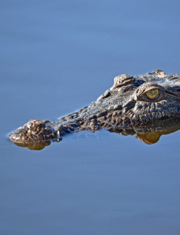 alligator