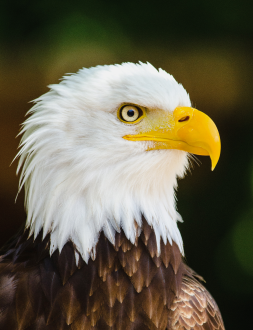 eagle