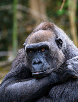 gorilla