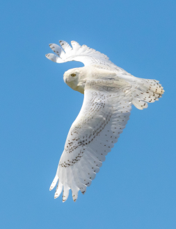 owl