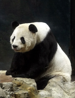panda