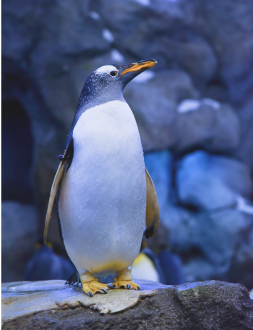 penguin